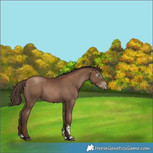 Horse Color:Gray Black Pearl Sabino 