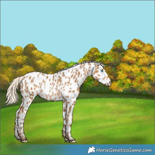 Horse Color:Gray Silver Smoky Black Pearl Appaloosa Rabicano 