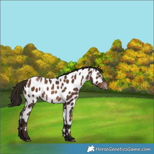 Horse Color:Gray Brown Pearl Appaloosa Rabicano 