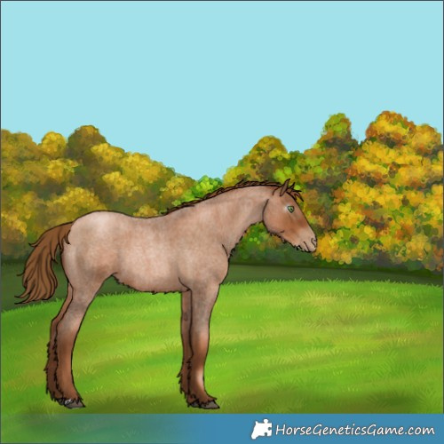 Horse Color:Gray Red Roan Pearl Rabicano 