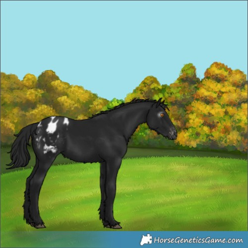 Horse Color:Gray Black Appaloosa 