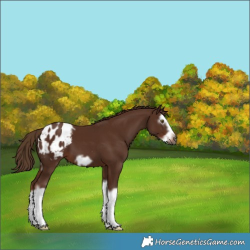 Horse Color:Gray Chestnut Splash Frame Appaloosa 