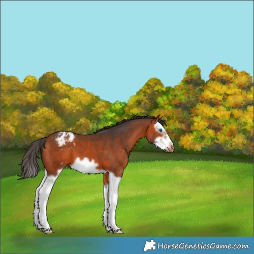 Horse Color:Bay Splash Frame Appaloosa 
