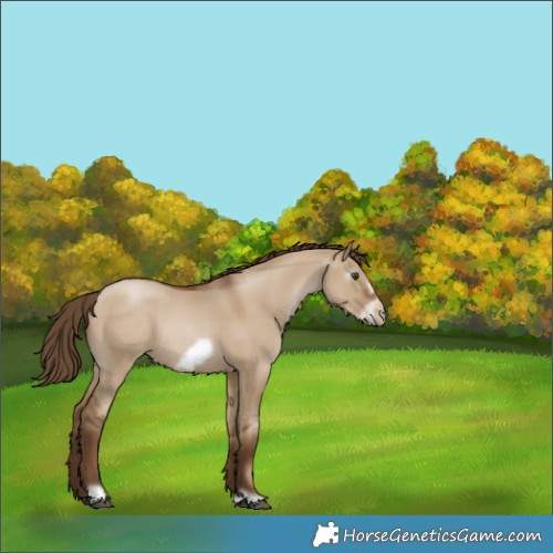 Horse Color:Gray Grullo Pearl Frame Rabicano 