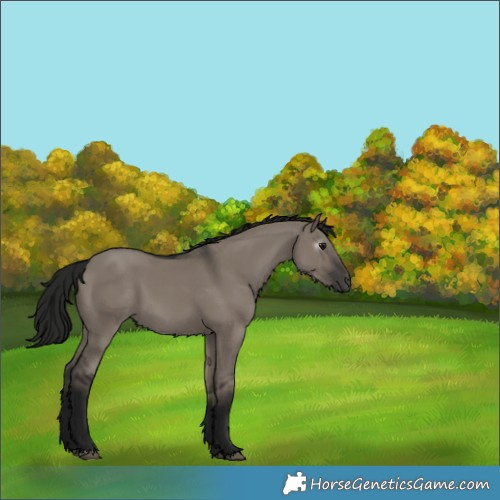 Horse Color:Gray Grullo 
