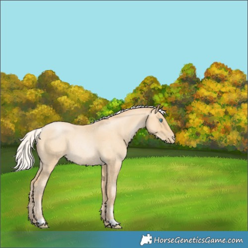 Horse Color:Silver Buckskin Roan Pearl Rabicano 
