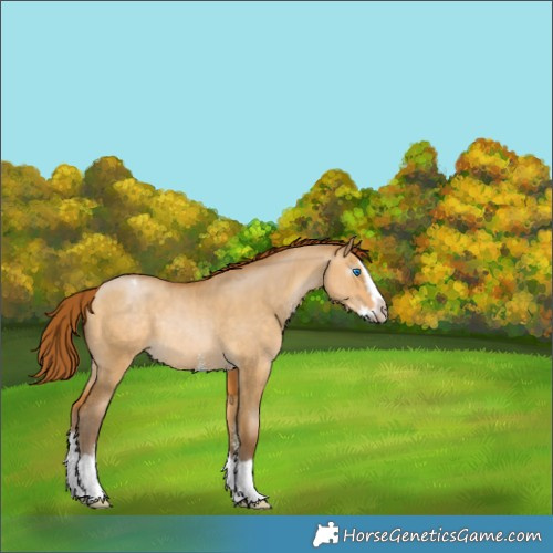 Horse Color:Gray Buckskin Pearl Dun Sabino Splash Appaloosa Rabicano 