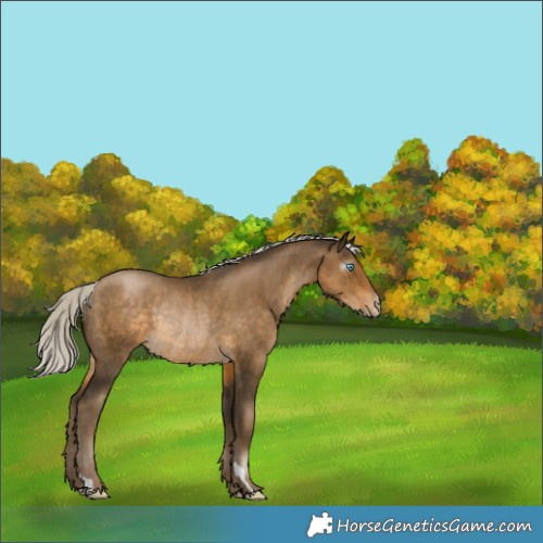 Horse Color:Gray Silver Smoky Black Pearl Appaloosa Rabicano 