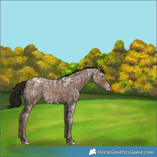Horse Color:Gray Classic Champagne Ice Appaloosa 