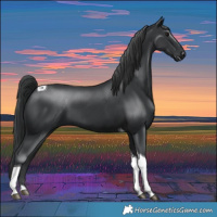 Horse Color:Black Tobiano 
