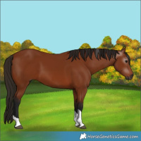 Horse Color:Gray Bay Tobiano 