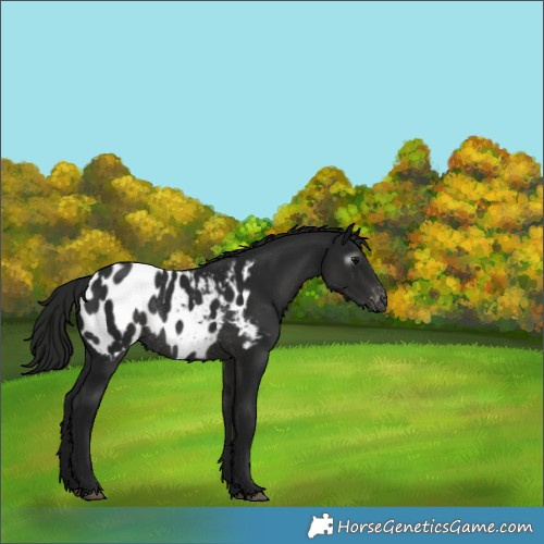 Horse Color:Gray Black Appaloosa Rabicano 