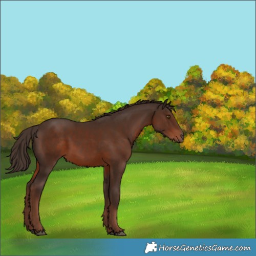 Horse Color:Liver Chestnut Rabicano 