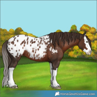 Horse Color:Liver Chestnut Splash Appaloosa Rabicano