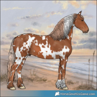 Horse Color:White Spotted Chestnut 