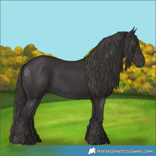 Horse Color:Smoky Black