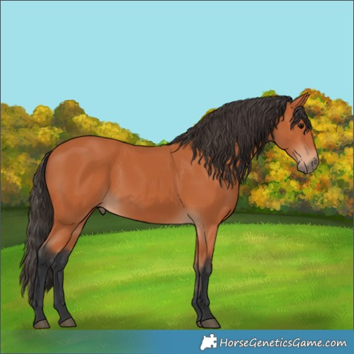 Horse Color:Bay 