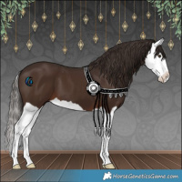 Horse Color:Liver Chestnut Splash 