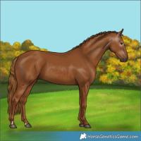 Horse Color:Gray Chestnut 