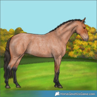 Horse Color:Bay Roan 