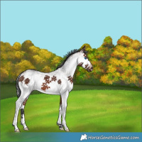 Horse Color:White Spotted Bay Splash 