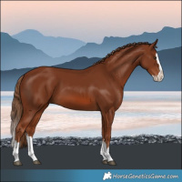 Horse Color:Chestnut Splash