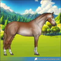 Horse Color:Gray Chestnut Rabicano 