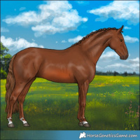 Horse Color:Chestnut 
