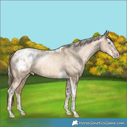 Horse Color:Gold Champagne Pearl Dun Tobiano Blanket Rabicano Brindle and Silver Amber Champagne Pearl Dun Splash Tobiano Blanket Rabicano Brindle