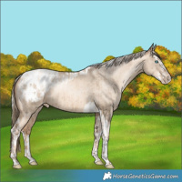 Horse Color:Gold Champagne Pearl Dun Tobiano Blanket Rabicano Brindle  and Silver Amber Champagne Pearl Dun Splash Tobiano Blanket Rabicano Brindle 