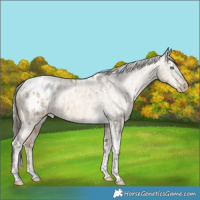 Horse Color:Gold Champagne Pearl Dun Tobiano Appaloosa Rabicano Brindle and Silver Amber Champagne Pearl Dun Splash Tobiano Appaloosa Rabicano Brindle