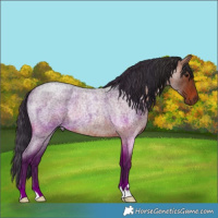 Horse Color:Bay Roan Rabicano