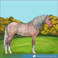 Horse Color:Nacre Silver Bay Roan Rabicano