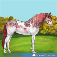 Horse Color:Painted White Spotted Bay Tobiano