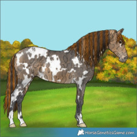Horse Color:Painted White Spotted Buckskin Ice