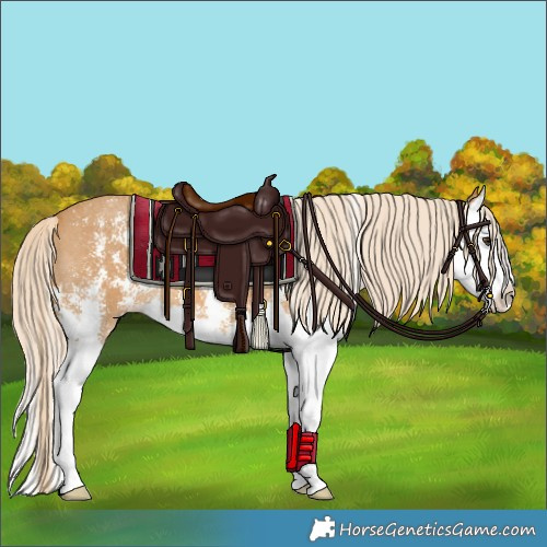 Horse Color:Palomino Sabino Splash 