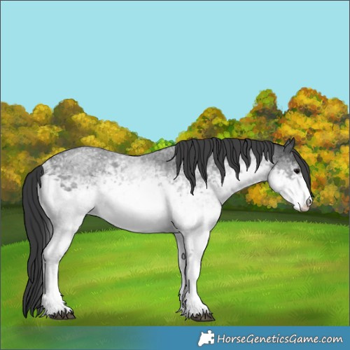 Horse Color:White Spotted Blue Roan 
