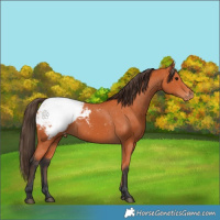 Horse Color:Bay Appaloosa 