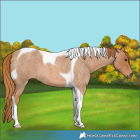 Horse Color:Red Roan Tobiano 