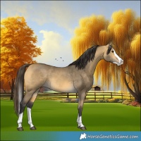 Horse Color:Buckskin Dun Splash 