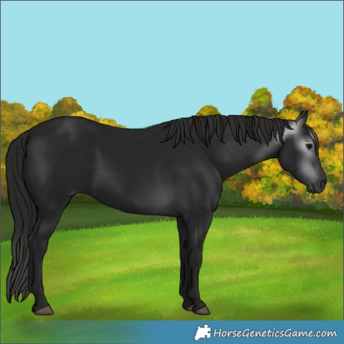 Horse Color:Gray Black 