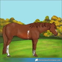 Horse Color:Chestnut Sabino 