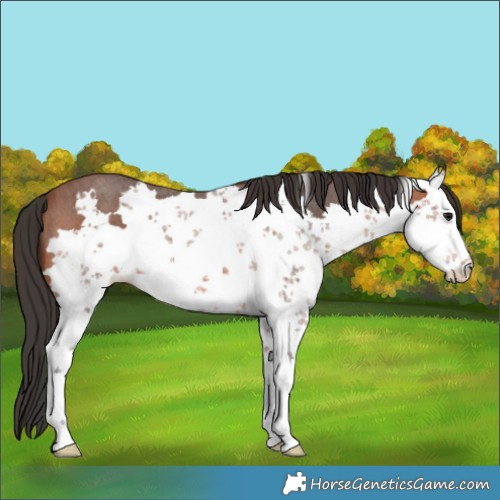 Horse Color:Bay Sabino