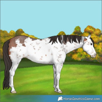 Horse Color:Bay Sabino 