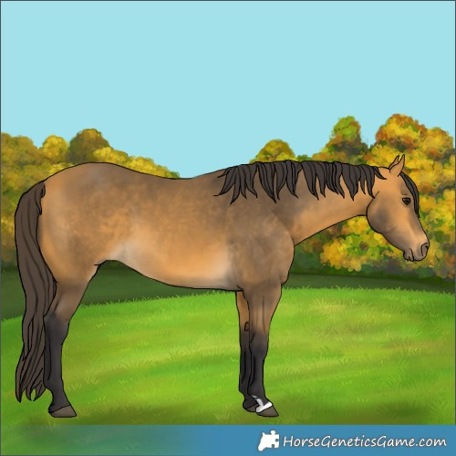 Horse Color:Buckskin 