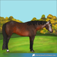 Horse Color:Gray Bay 