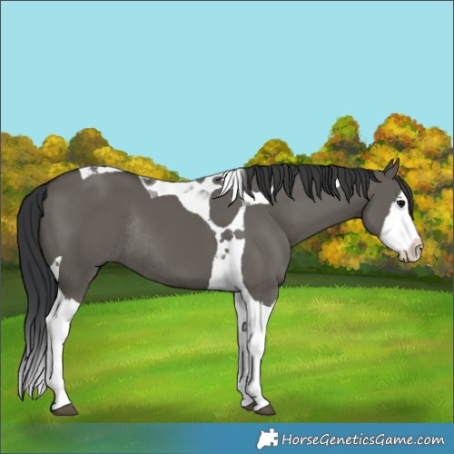 Horse Color:Grullo Splash Tobiano Rabicano