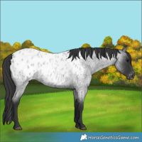 Horse Color:Blue Roan Appaloosa
