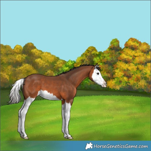 Horse Color:Bay Splash 