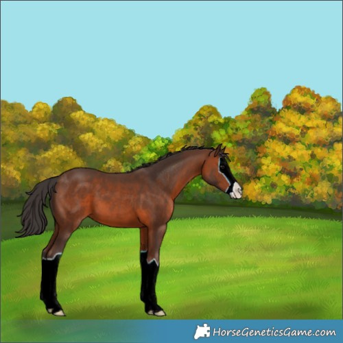 Horse Color:Brown Splash 